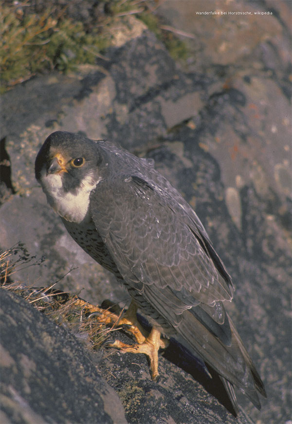 VOGELSCHUTZ beim Klettern